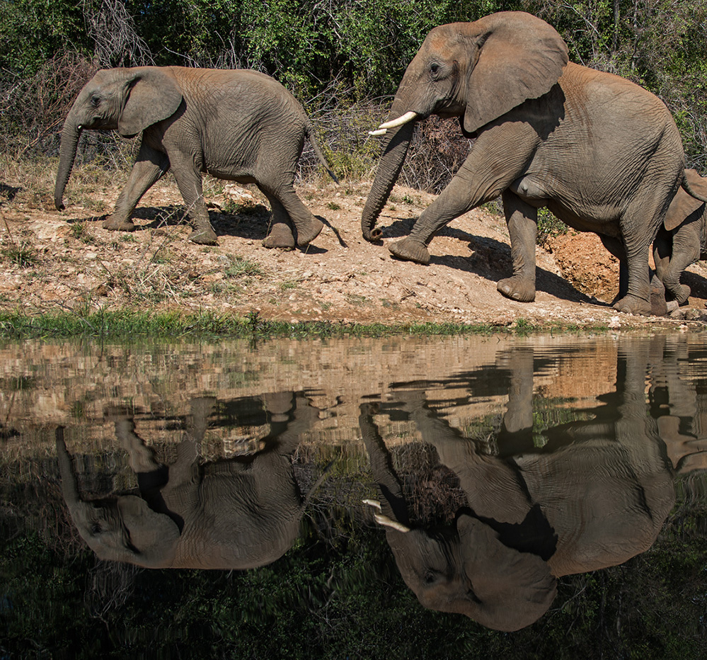 Madikwe Game Reserve Elephants at Water Hole 3